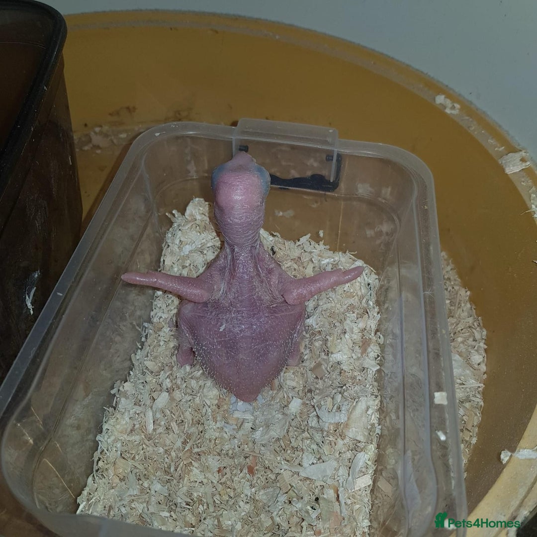 Parrots birds for sale: Talking Handreared Double-yellow-headed Amazon  - Image 5