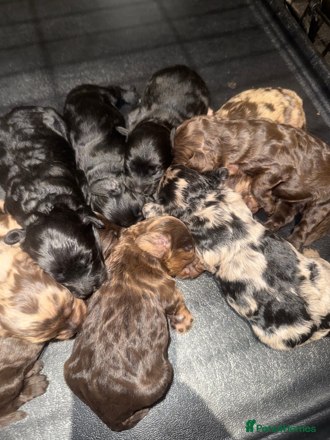 Cockapoo dogs for sale: Beautiful chocolate merle cockapoos  - Image 9