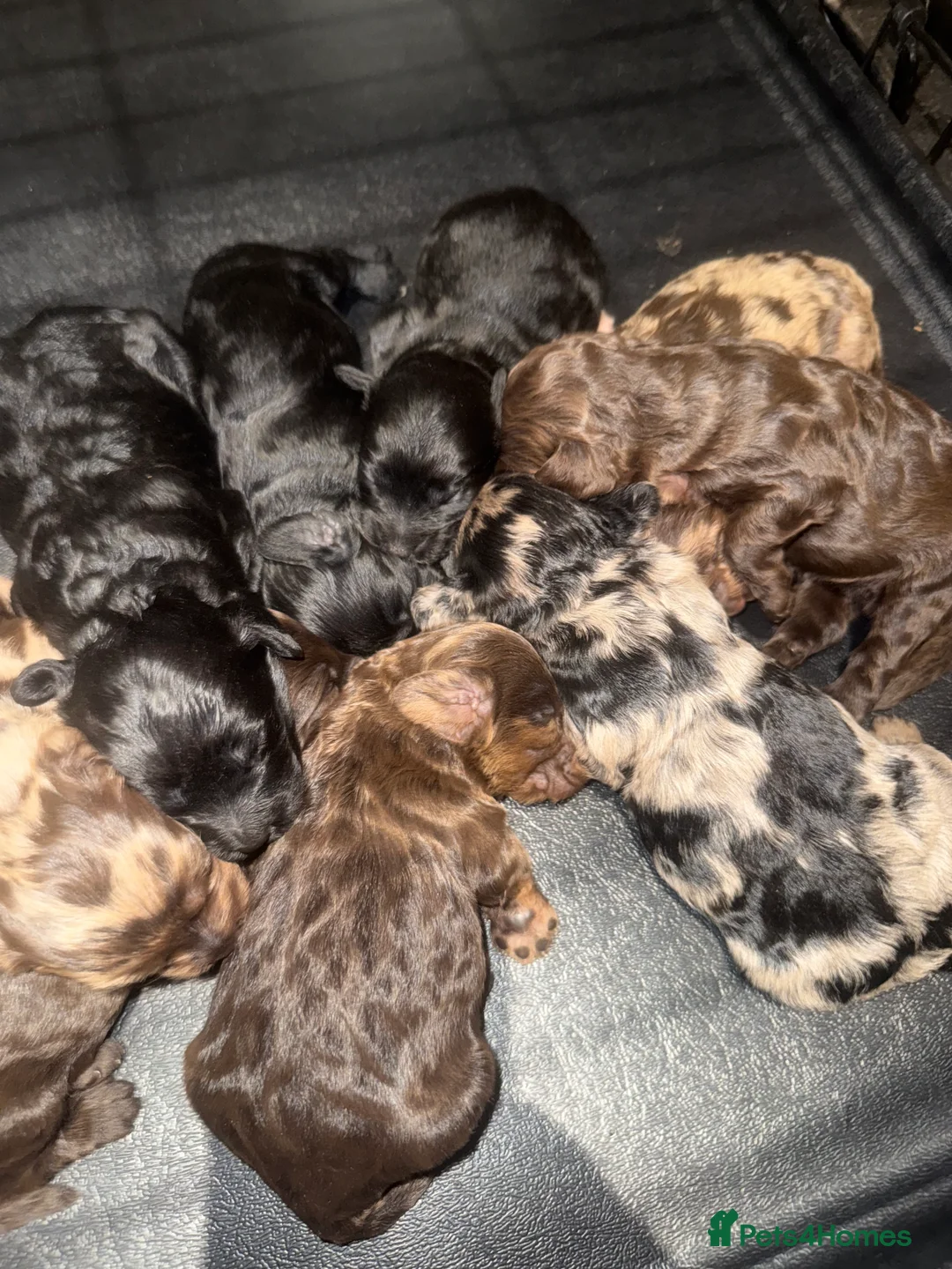 Cockapoo dogs for sale: Beautiful  merle cockapoos  - Advert 9