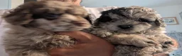 Pomapoo dogs for sale: 2 Beautiful Mottled Pomapoo Pups 1 Female 1. Male - Advert 3