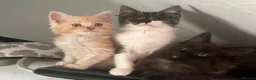 Maine Coon cats for sale: Maincoon x - Advert 4