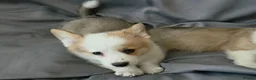 Welsh Corgi Pembroke dogs for sale: Corgi Puppies for Loving Homes – 1 Male, 1 Females - Advert 10