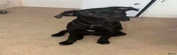 Cane Corso dogs for sale: Cane corso  in Swansea - Advert 5