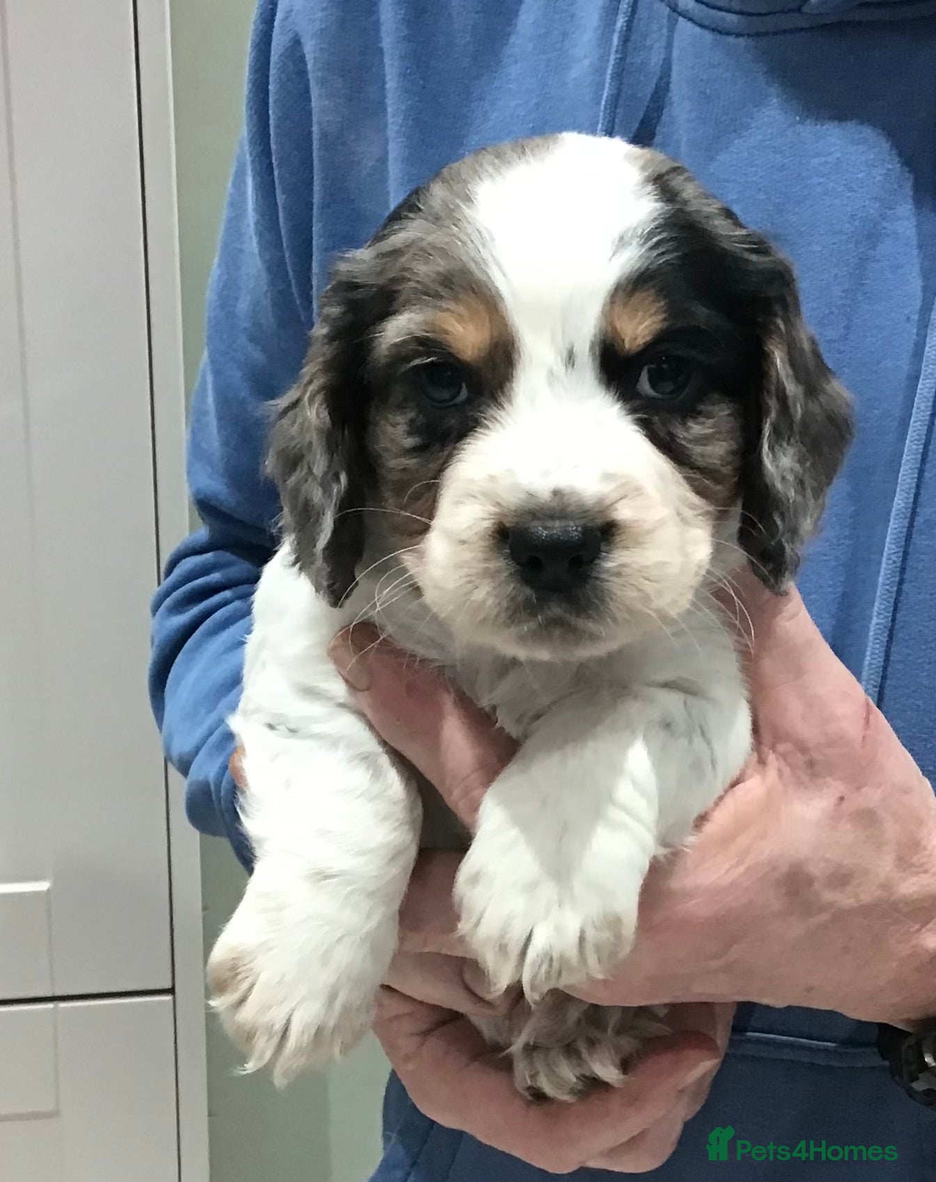 Cocker Spaniel dogs ABSOLUTELY STUNNING COCKER SPANIEL PUPPIES  - Advert 12