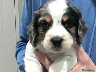 Cocker Spaniel dogs ABSOLUTELY STUNNING COCKER SPANIEL PUPPIES - Advert 12