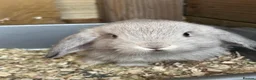 Mini Lop rabbits for sale: 6 mini lops for collection on 20th August 2026 - Advert 12