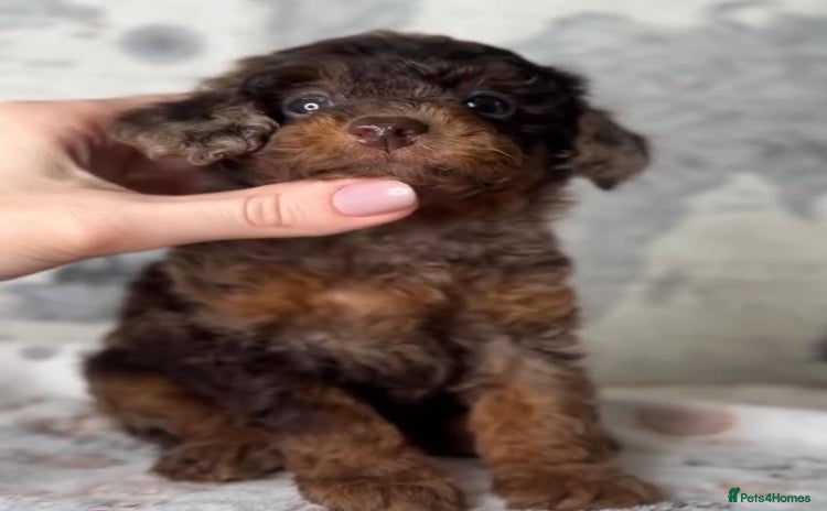 Toy Poodle dogs for sale - Advert 1