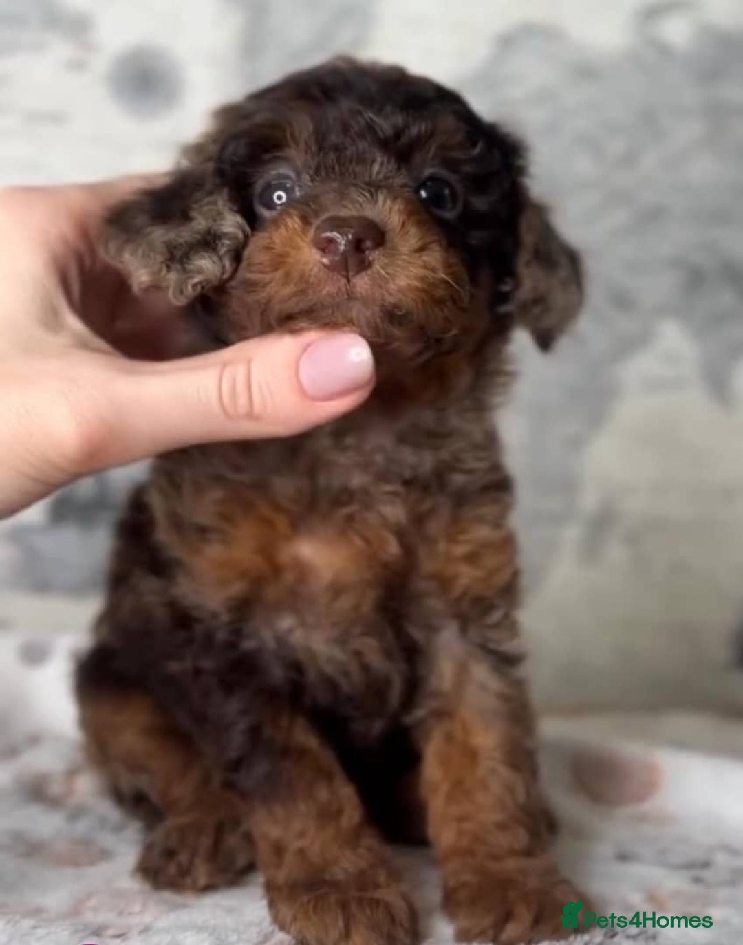 Toy Poodle dogs for sale: Adorable Toy Poodle Puppies – Full of Color - Image 1