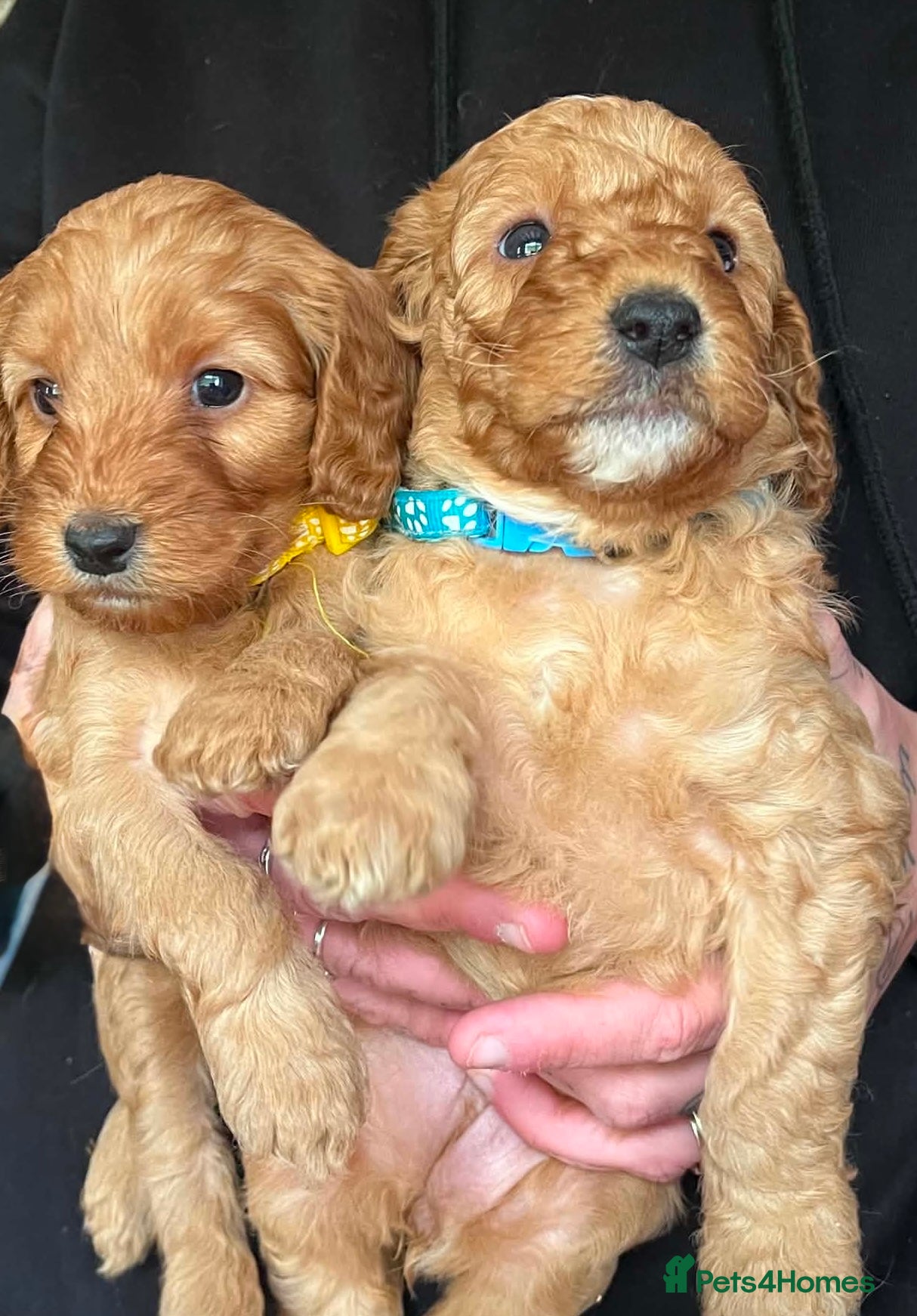 Cockapoo dogs  Red F2b cockapoos  - Advert 11