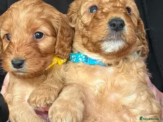 Cockapoo dogs Red F2b cockapoos - Advert 11