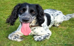 Cocker Spaniel dogs for stud: Beautiful blue roan cocker spaniel for STUD! - Image 2