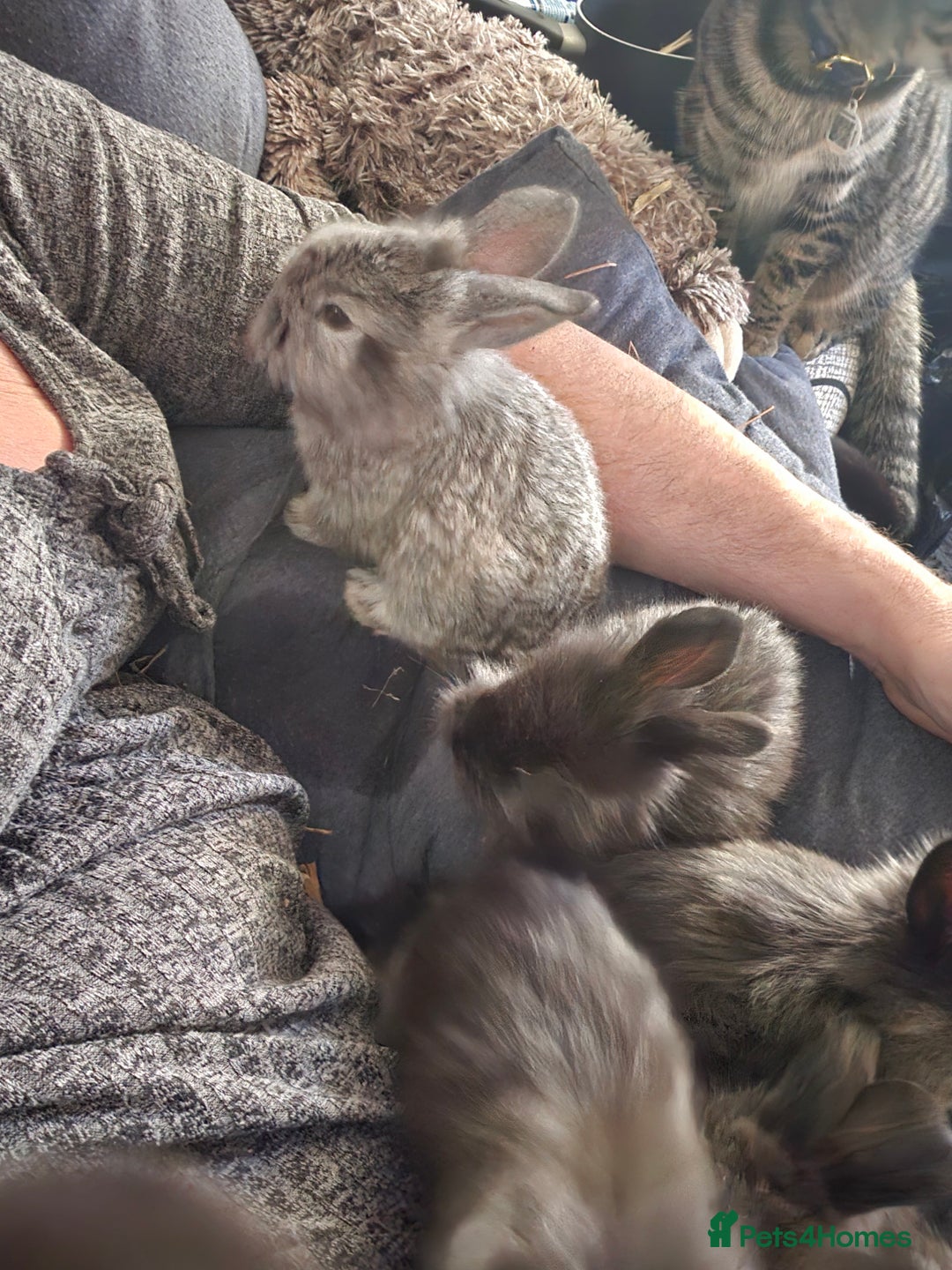 Mixed Breed rabbits for sale: Beautiful 7 week old French lop/lionhead bunnies - Advert 2
