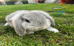 Mini Lop rabbits for sale: Mini Lop Rabbits For Sale  - Image 6