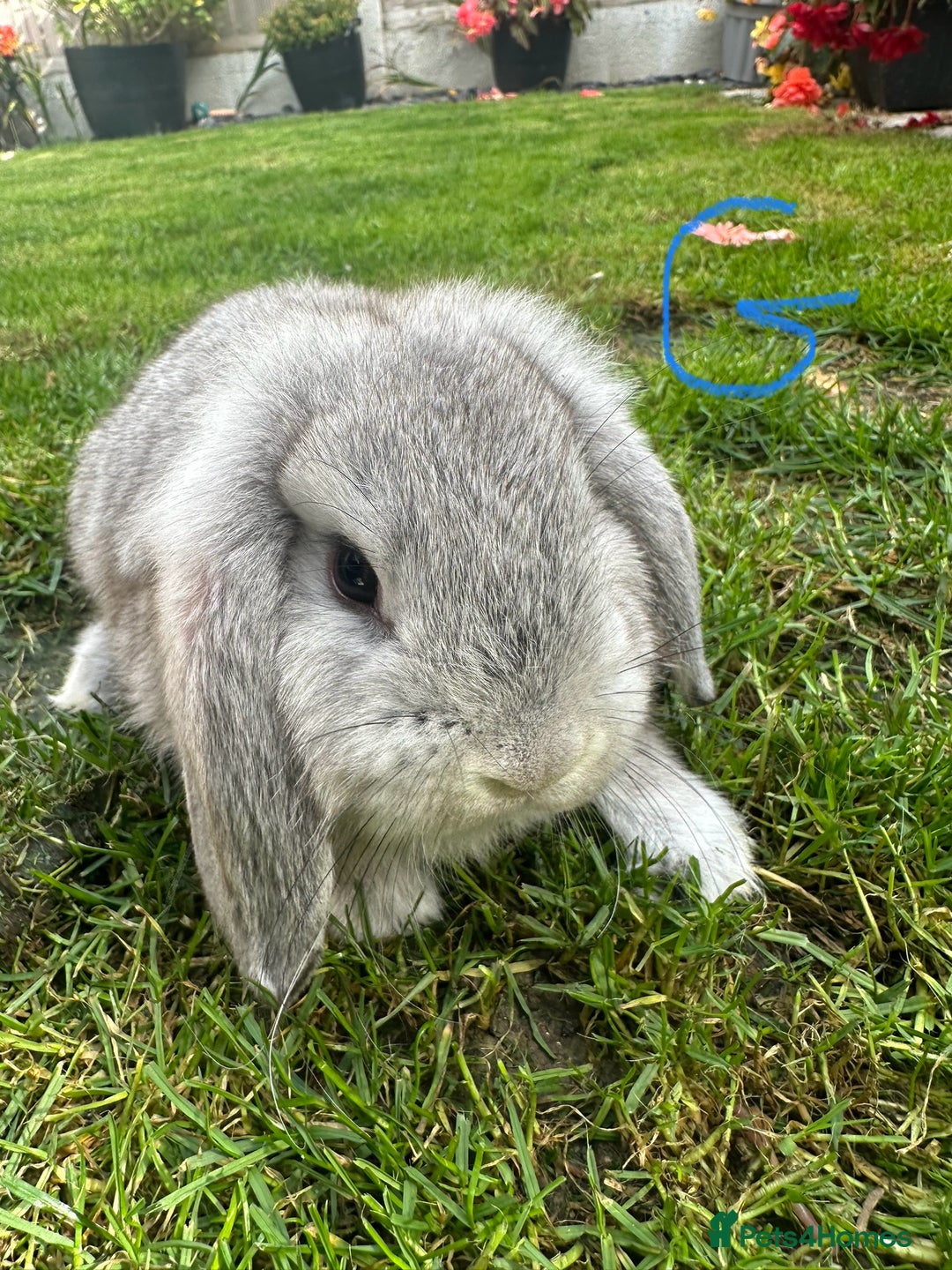 Mini Lop rabbits for sale: Mini Lop Rabbits For Sale  - Image 6