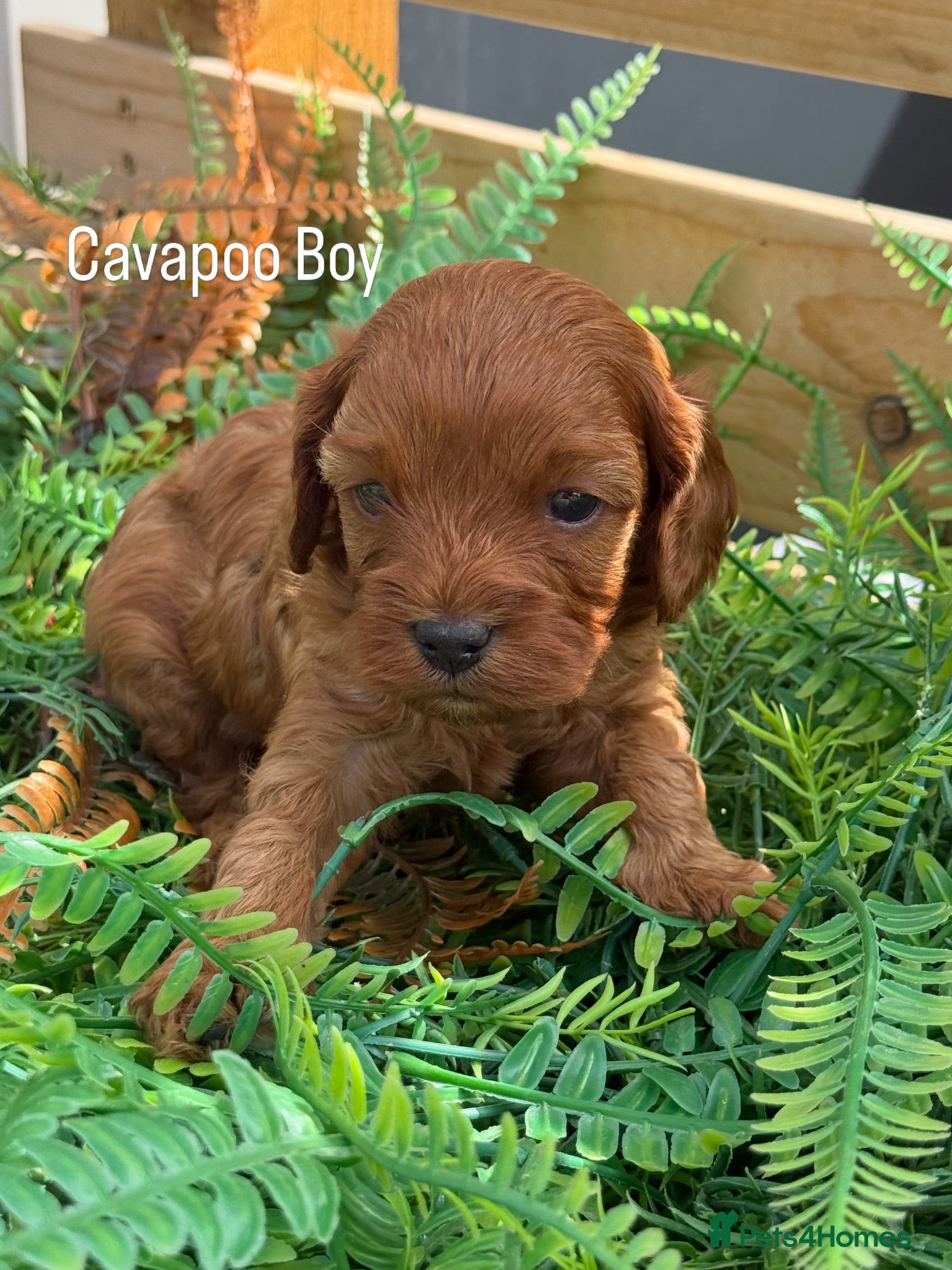 Cavapoo dogs Stunning deep dark red F1 Cavapoo boy - Advert 1