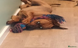 Mixed Breed dogs for sale: Mastiff X rottweiler  - Image 3