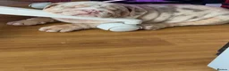 English Bulldog dogs for sale: Beautiful merle boy - Advert 3