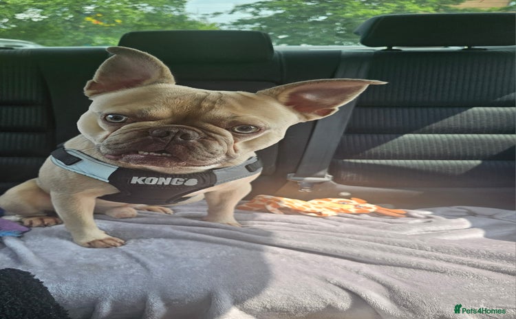French Bulldog dogs - Advert 1