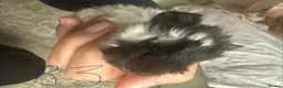 Guinea Pig rodents for sale: Baby Guinea Pig’s For Sale - Advert 10