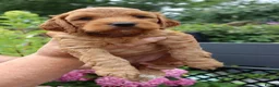 Cockapoo dogs for sale: Stunning F1 puppies Champions Bloodlines  - Advert 14