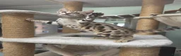 Bengal cats for sale: TICA REGISTERED BROWN ROSETTED BENGAL KITTENS  - Advert 29