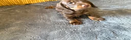 Miniature Dachshund dogs for sale: Tan Miniature dachshunds  - Advert 2