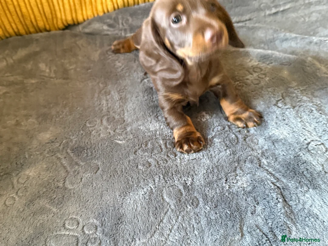 Miniature Dachshund dogs for sale: Tan Miniature dachshunds  - Advert 2