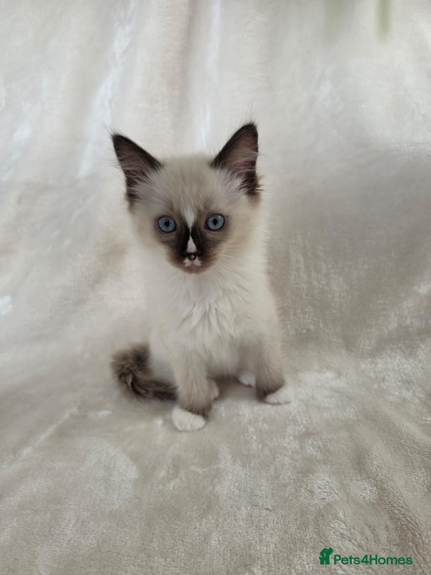 Ragdoll cats Gorgeous Ragdoll Boy Kittens - Advert 6
