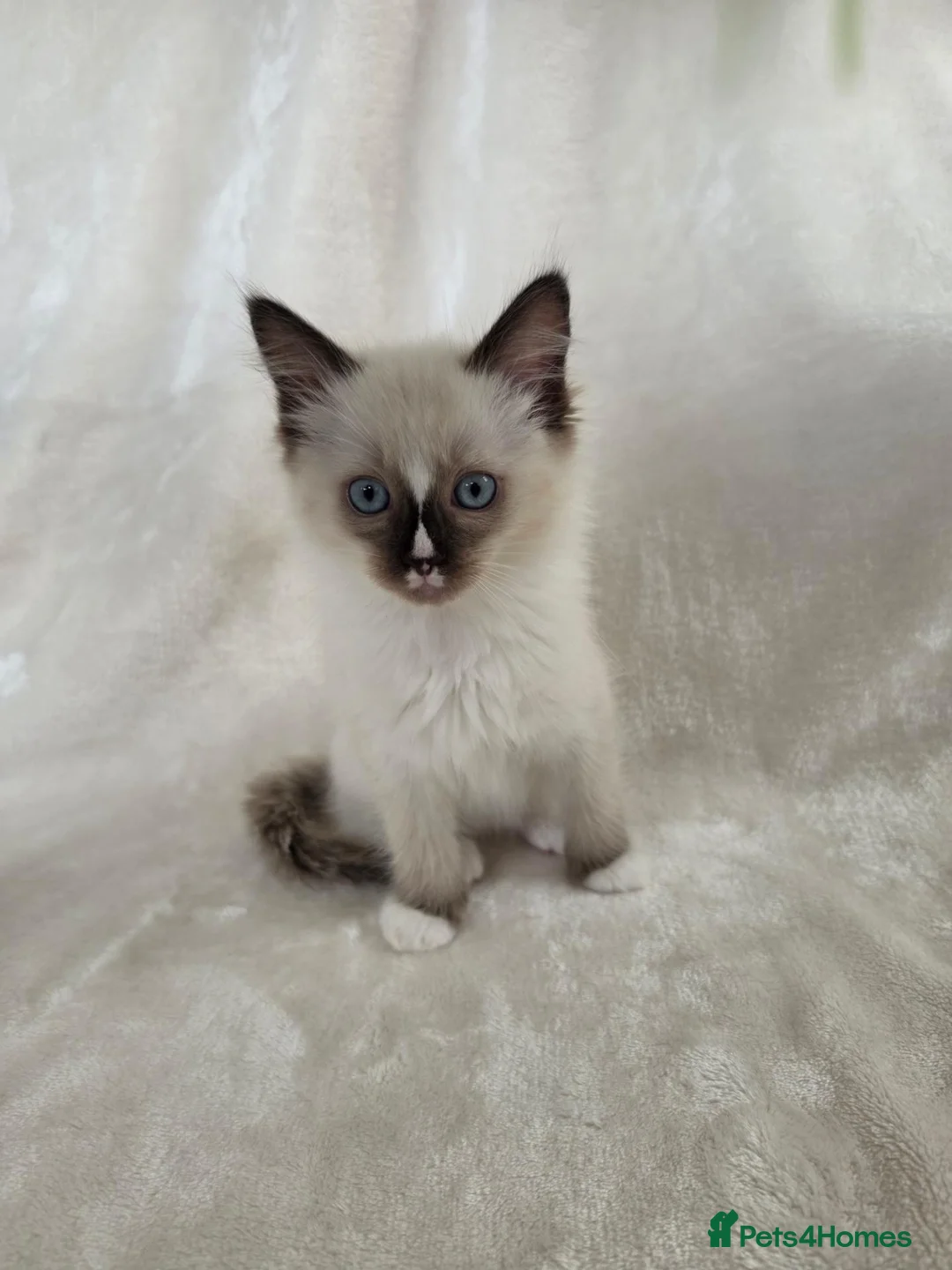 Ragdoll cats for sale: Gorgeous Ragdoll Boy Kittens - Advert 2