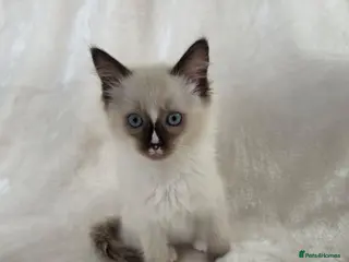 Ragdoll cats Gorgeous Ragdoll Boy Kittens - Advert 6