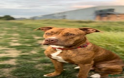 Mixed Breed dogs for sale: Last Puppy From Litter Mastiff/Malinois Mix - Advert 2