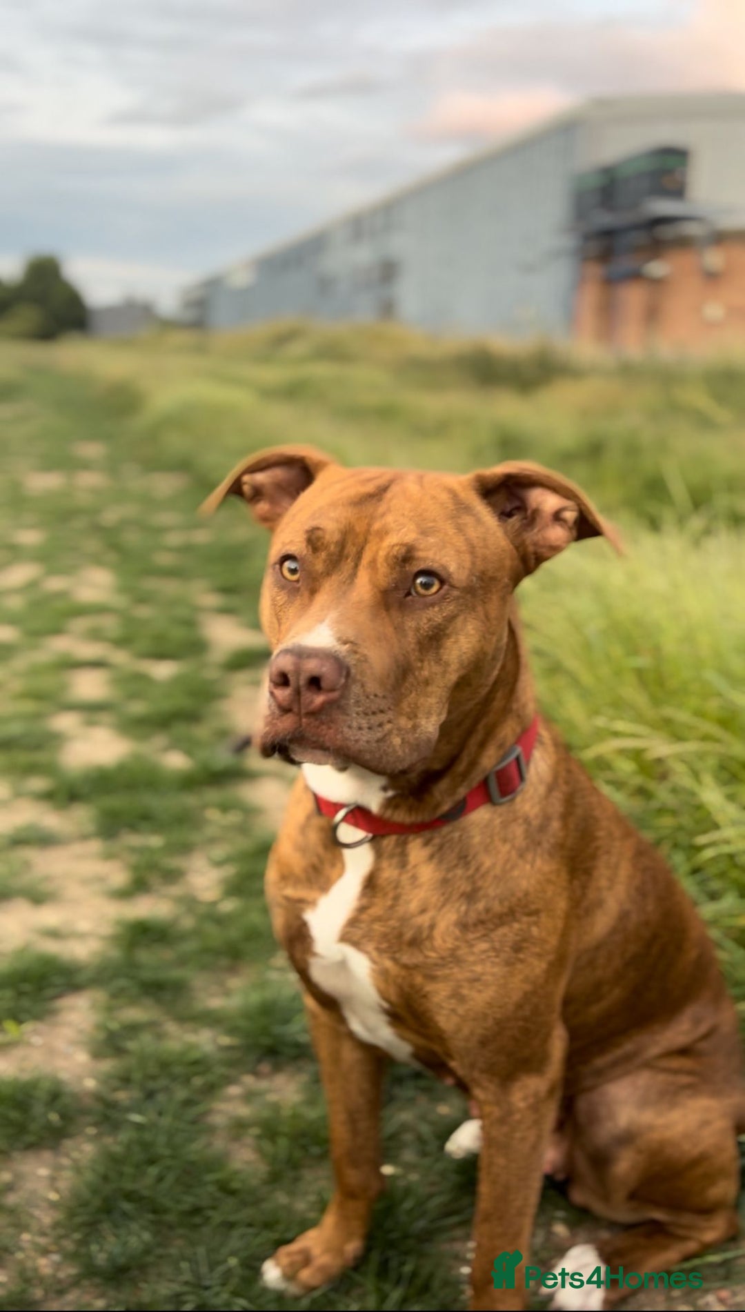 Mixed Breed dogs for sale: Last Puppy From Litter Mastiff/Malinois Mix - Advert 2