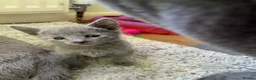 Russian Blue cats for sale: TICA 5* pedigree Russian blue kittens  - Advert 17