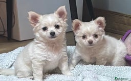 Chihuahua dogs for sale: Stunning Teddy Bear Chihuahua Girls - Image 1