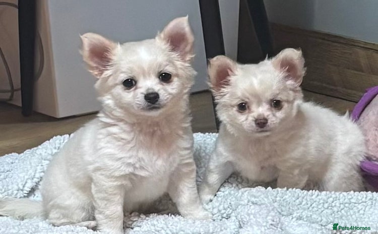 Chihuahua dogs - Advert 2