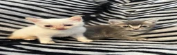 Mixed Breed cats for sale: 4 Stunning Siamese Mixed Kittens Available  - Advert 13