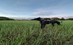 Lurcher dogs for stud: Adorable lurcher for stud - Image 5