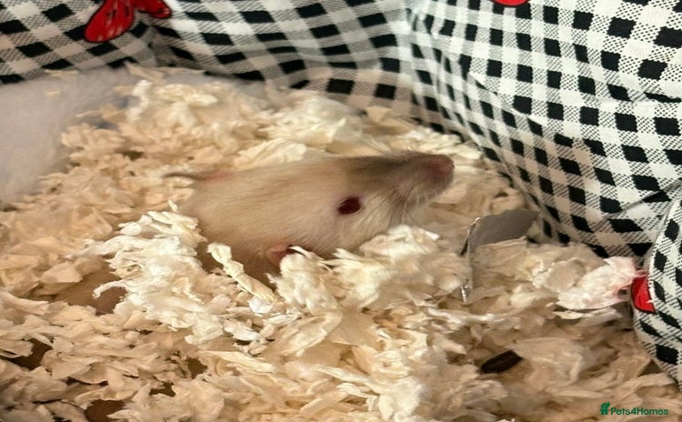 Rat rodents - Advert 1