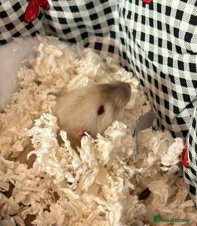 Rat rodents - Advert 1