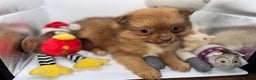 Pomeranian dogs for sale: 6 Adorable Mini/Tiny/ Fluffy Pomeranian Puppies  - Advert 34