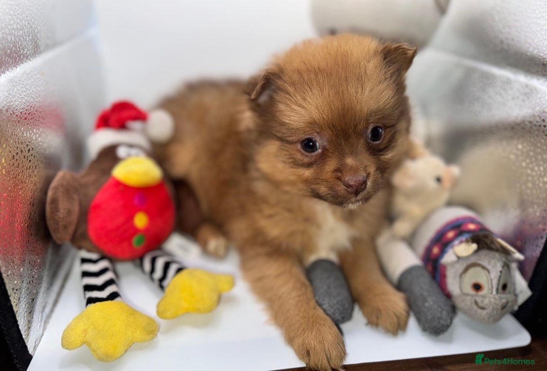 Pomeranian dogs for sale: 6 Adorable Mini/Tiny/ Fluffy Pomeranian Puppies  - Advert 34