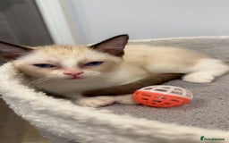 Ragdoll cats for sale: 2 Males Ragdoll Kittens Ready Today offers welcome in Purley - Image 6