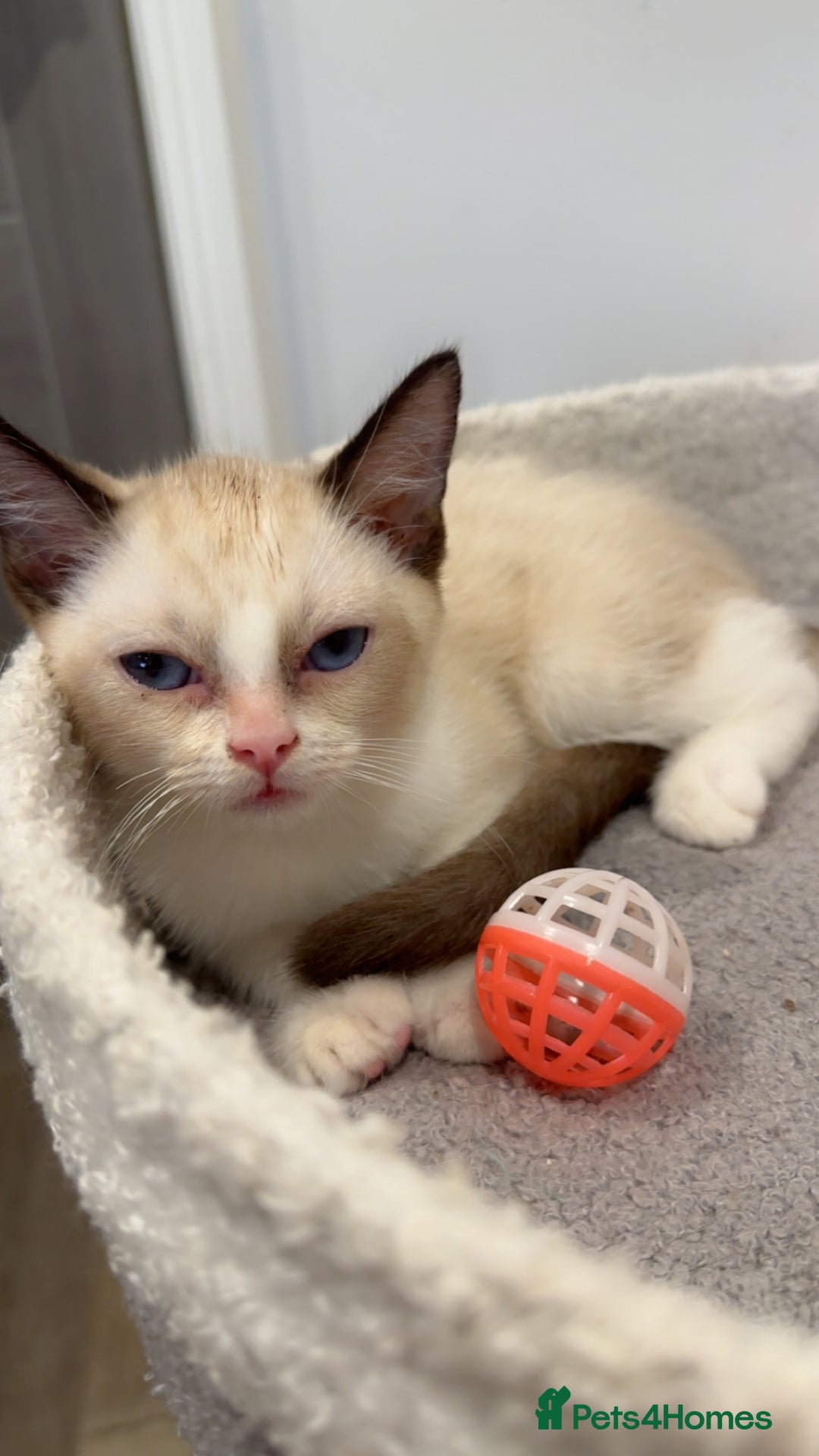 Ragdoll cats for sale: 2 Males Ragdoll Kittens Ready Today offers welcome in Purley - Image 6