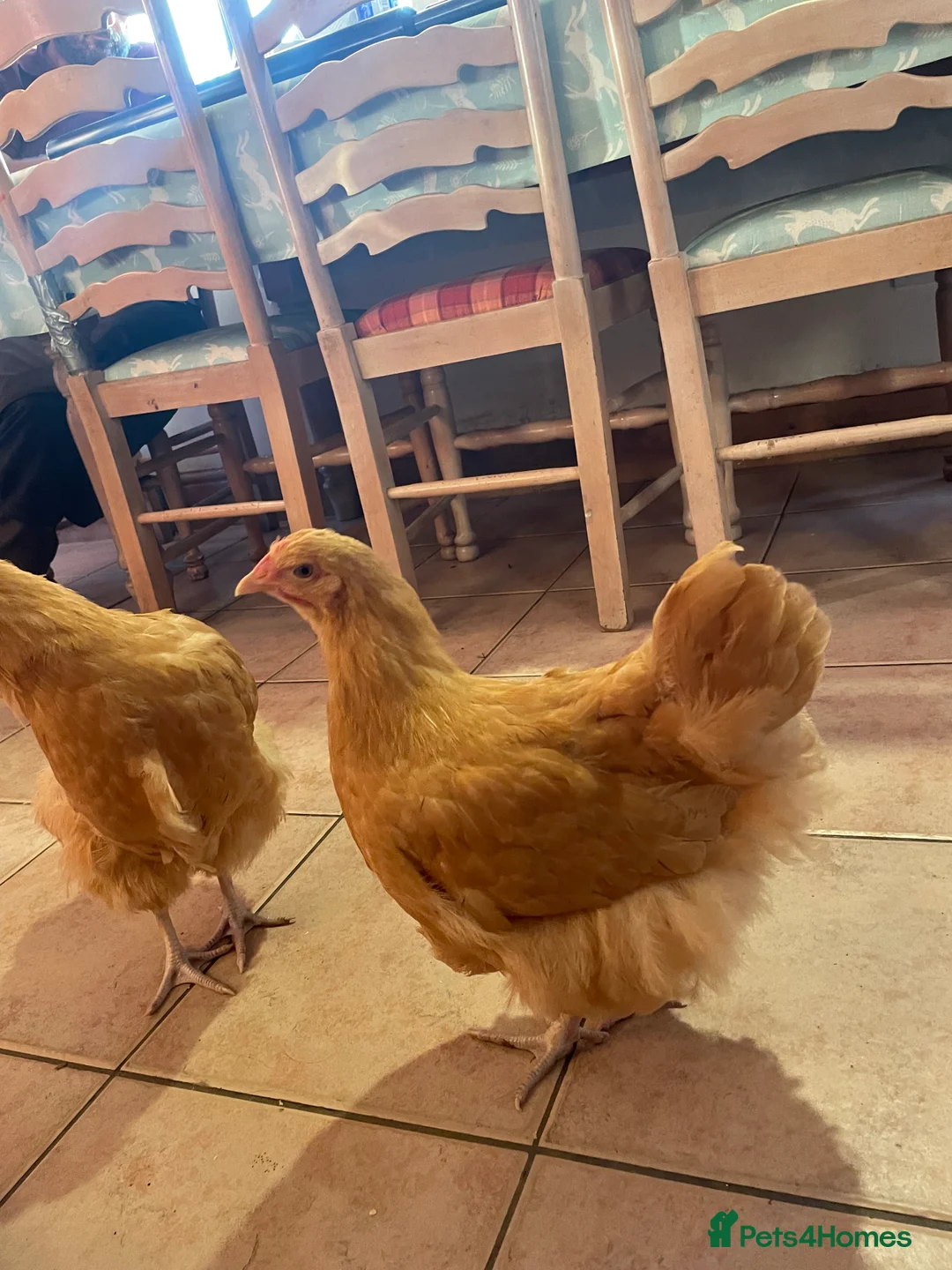 Chickens poultry for sale: Pure Bred Buff Orpington Pullets - Advert 5