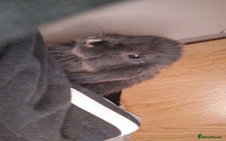 Mini Lop rabbits for sale: 6 beautiful mini lops both male amd female - Image 7