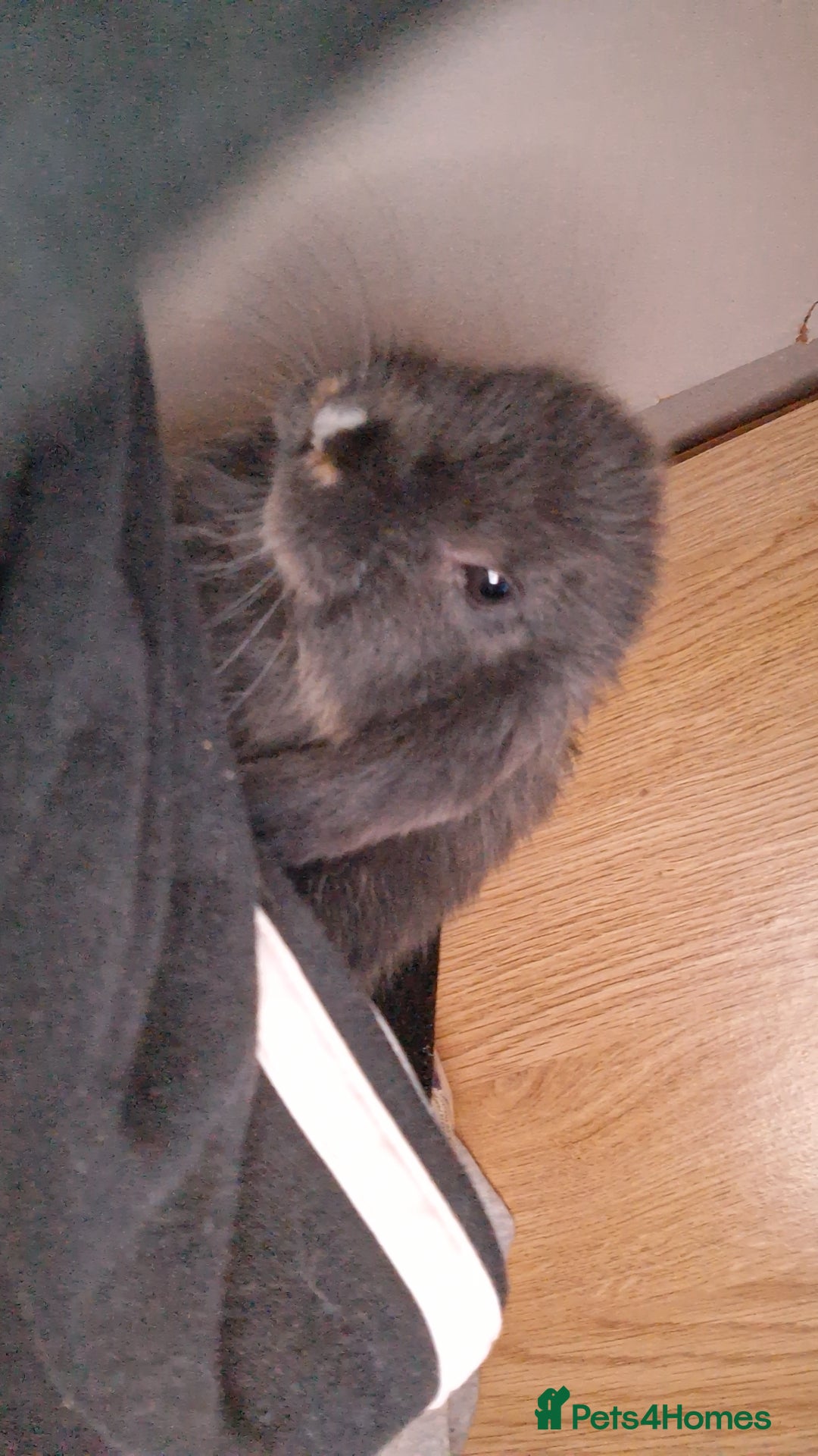 Mini Lop rabbits for sale: 6 beautiful mini lops both male amd female - Image 7