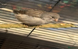 Canaries birds for sale: Male & female cannery for sale  - Image 5