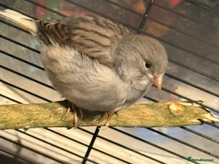 Canaries birds - Advert 3