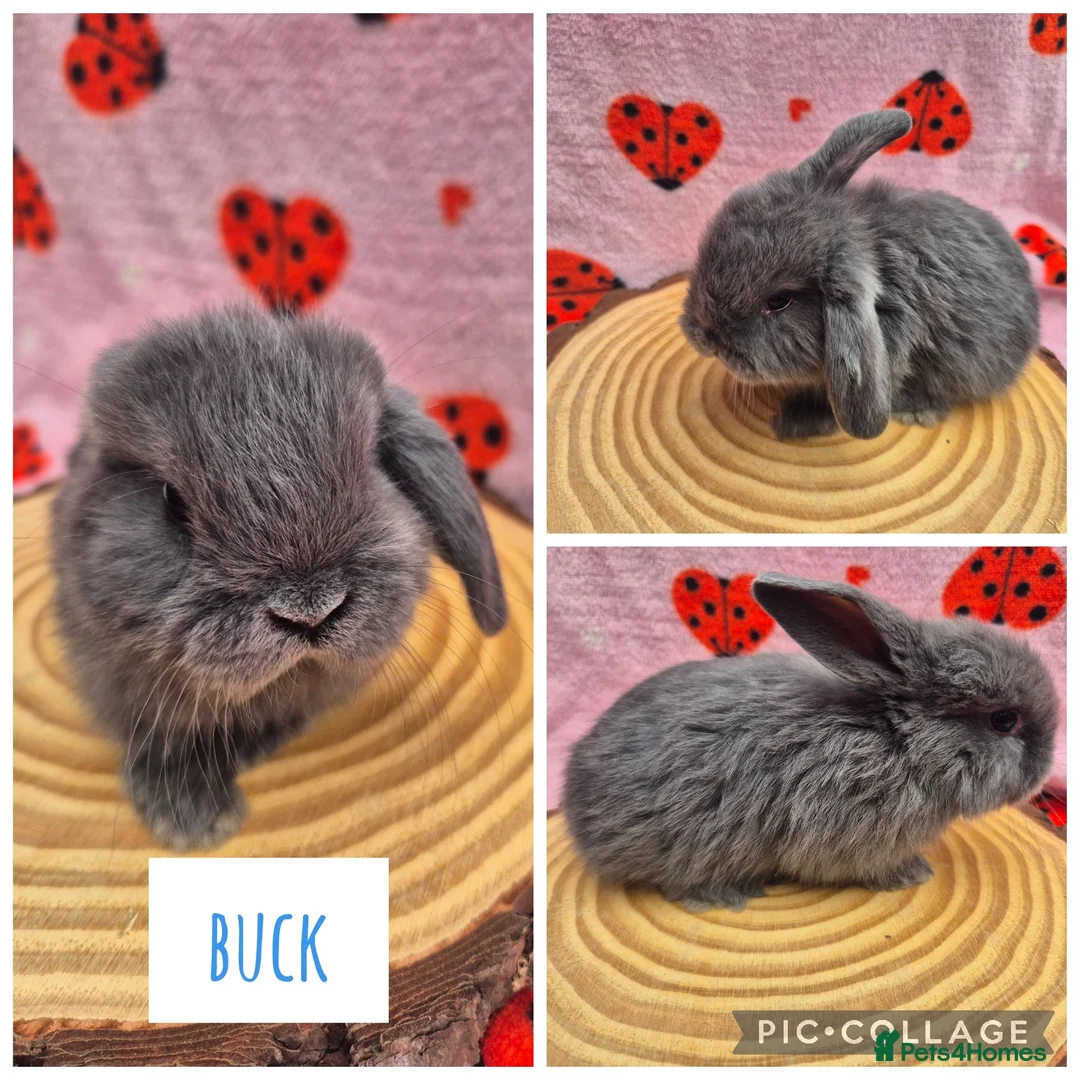 Mini Lop rabbits for sale: 🐇 READY TO RESERVE ❤️  - Advert 2