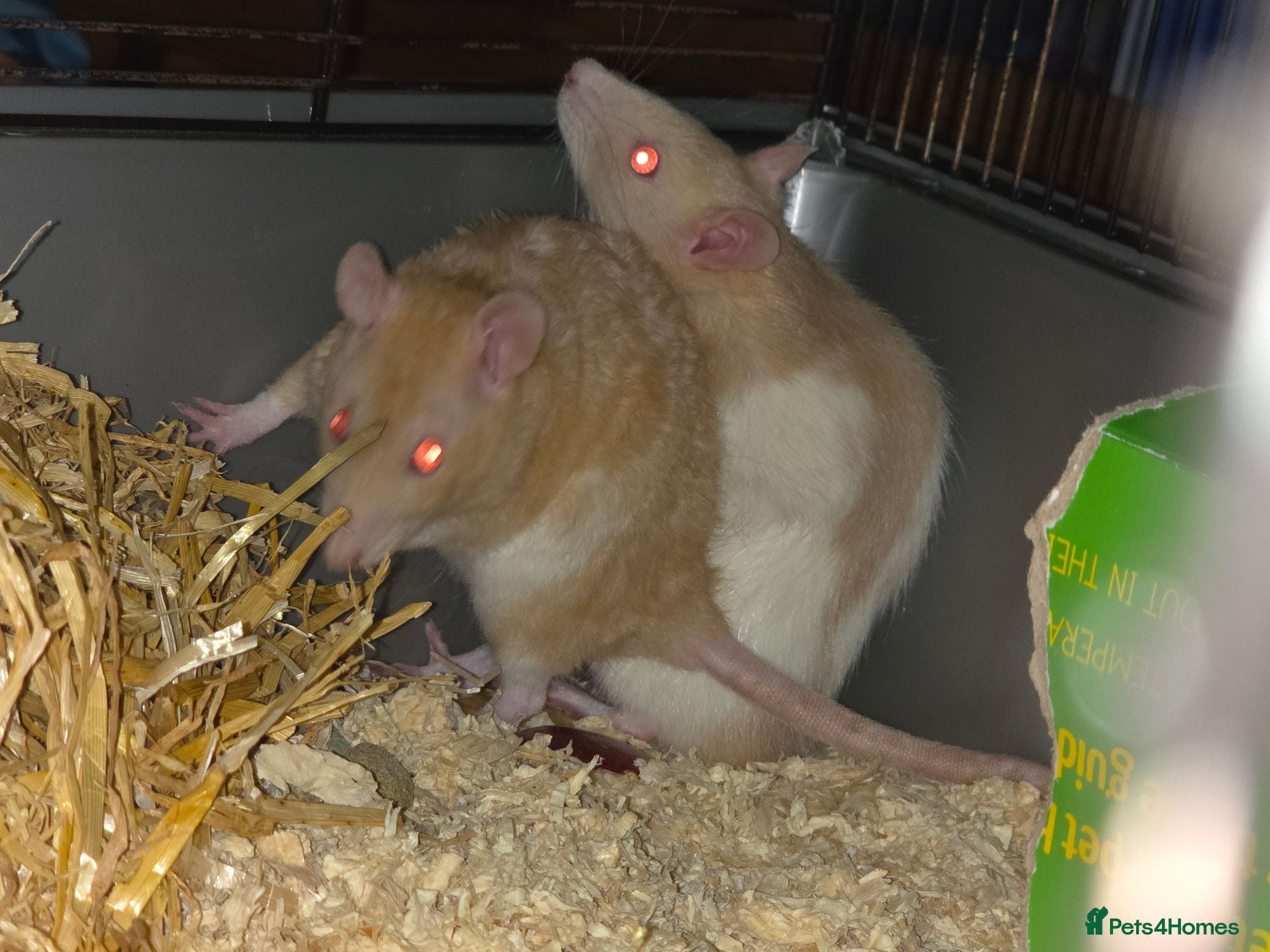 Rat rodents 2 female rats  - Advert 1